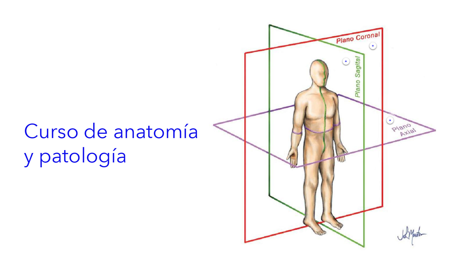 Curso de anatomía y patología 