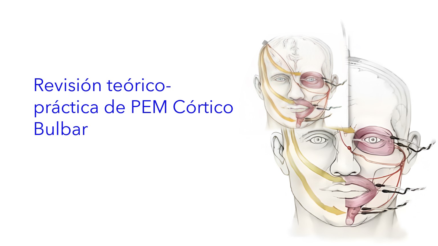 Revisión Teórico-práctica de PEM Córtico Bulbar. | Revisão teórico-prática do PEM Cortico Bulbar . | Theoretical-practical review of PEM Cortico Bulbar .